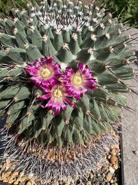 Mammillaria erythraea